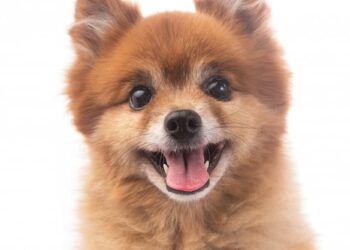 Comment s'appellent les tout petit chien blanc ?