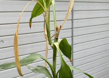 Comment sauver mon bambou qui jaunit ?