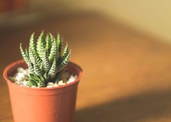 Comment sauver plante grasse trop arrosée ?