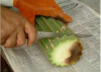 Comment sauver un Senecio ?