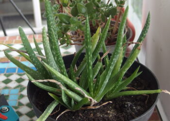 Comment sauver un aloe vera ?