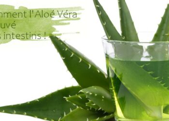 Comment sauver un aloe vera qui pourri ?