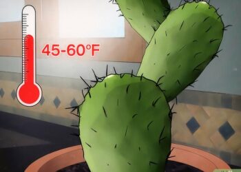 Comment sauver un cactus noyé ?