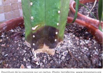 Comment sauver un cactus quand elle a été trop arrosée ?
