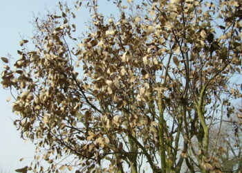 Comment sauver un eucalyptus sec ?