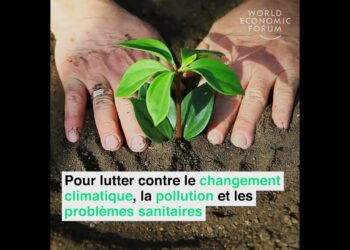 Comment sauver un philodendron ?