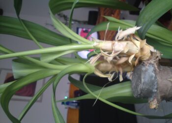 Comment sauver un yucca qui jaunit ?
