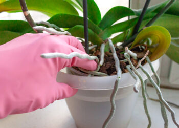 Comment sauver une orchidée qui jaunit ?