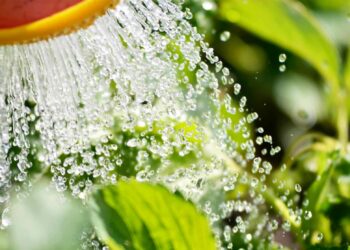 Comment sauver une plante qui a eu trop d'eau ?