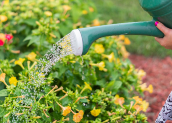 Comment sauver une plante trop arroser ?