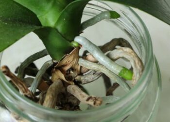 Comment sauver une tige d'orchidée ?