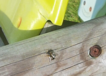 Comment savoir de quel insecte il s'agit ?