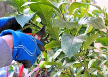 Comment savoir la taille d'un pot pour une plante ?