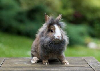 Comment savoir l'âge d'un lapin tête de lion ?