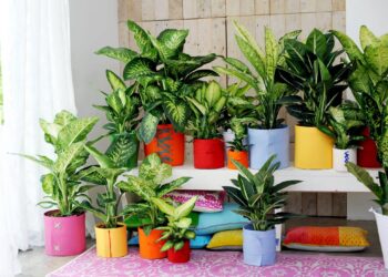 Comment savoir le nom d'une plante d'intérieur ?