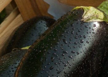Comment savoir quand récolter les aubergines ?