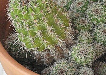 Comment savoir quand un cactus a besoin d'eau ?