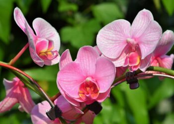 Comment savoir quand une orchidée a soif ?
