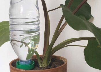 Comment savoir quand une plante a soif ?