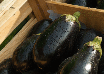 Comment savoir que l'aubergine est pourri ?