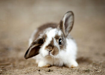 Comment savoir quelle race est mon lapin ?