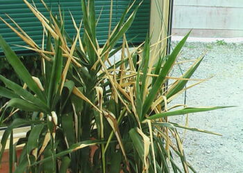 Comment savoir si bambou a soif ?