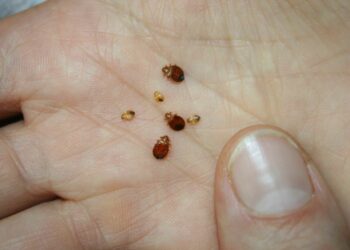 Comment savoir si il y a des acariens dans le lit ?