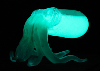 Comment savoir si il ya des méduses ?