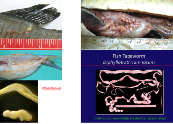 Comment savoir si j'ai attrapé des vers de mon chat ?