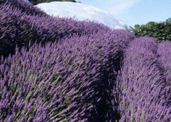 Comment savoir si la lavande est comestible ?