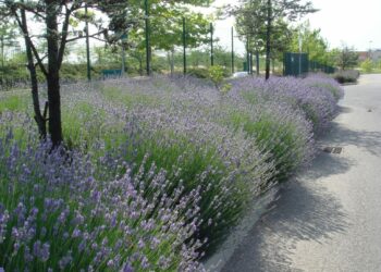 Comment savoir si la lavande est sèche ?