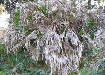Comment savoir si le cœur d'un palmier est mort ?