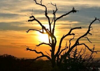 Comment savoir si le palmier est mort ?