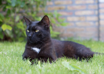 Comment savoir si le vermifuge a fait effet chat ?