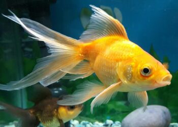 Comment savoir si les poissons sont heureux ?