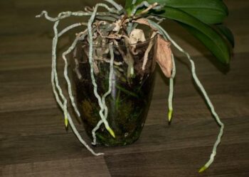 Comment savoir si l'orchidée est mort ?