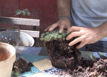 Comment savoir si ma plante grasse a trop d'eau ?