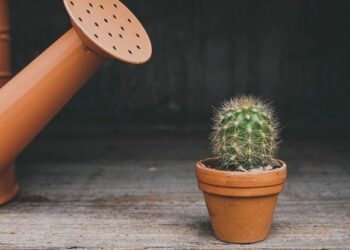 Comment savoir si mon cactus va fleurir ?