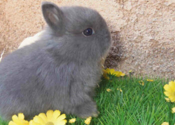 Comment savoir si mon lapin est adulte ?