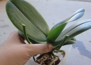 Comment savoir si mon orchidée va refleurir ?