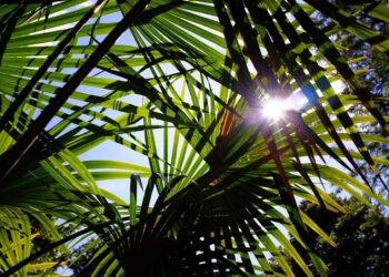 Comment savoir si mon palmier a gelé ?