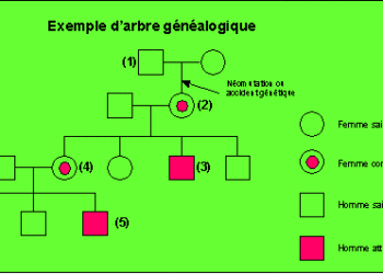 Comment savoir si on est porteur du gène roux ?