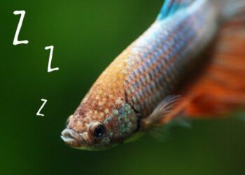 Comment savoir si son combattant dort ?