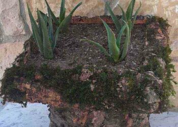 Comment savoir si un aloe vera manque d'eau ?