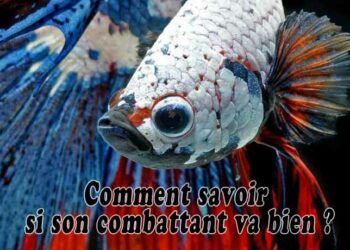 Comment savoir si un combattant est heureux ?