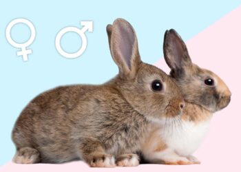 Comment savoir si un lapin a mal ?