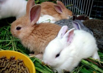 Comment savoir si un lapin joue ?
