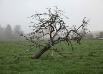 Comment savoir si un oiseau est en train de mourir ?
