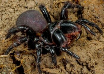 Comment savoir si une araignée est dangereuse ?