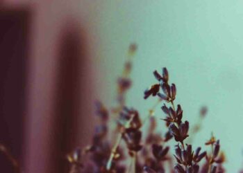 Comment savoir si une lavande est morte ?